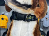 West Virginia Black Bears Dog Collar